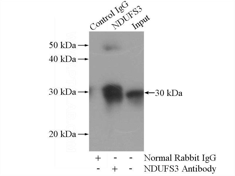 IP Result of anti-NDUFS3 (IP:Catalog No:113082, 4ug; Detection:Catalog No:113082 1:500) with mouse heart tissue lysate 4000ug.