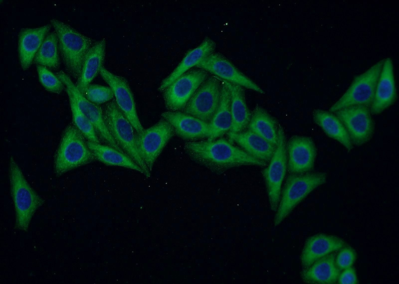 Immunofluorescent analysis of HepG2 cells using Catalog No:113506(OPN, SPP1 Antibody) at dilution of 1:50 and Alexa Fluor 488-congugated AffiniPure Goat Anti-Rabbit IgG(H+L)
