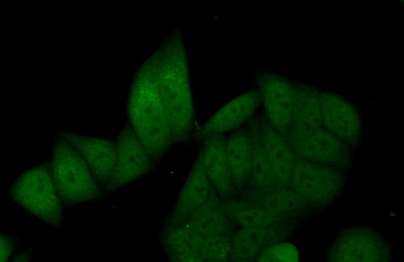 Immunofluorescent analysis of (10% Formaldehyde) fixed HepG2 cells using Catalog No:107431(MSH6 Antibody) at dilution of 1:50 and Alexa Fluor 488-congugated AffiniPure Goat Anti-Mouse IgG(H+L)