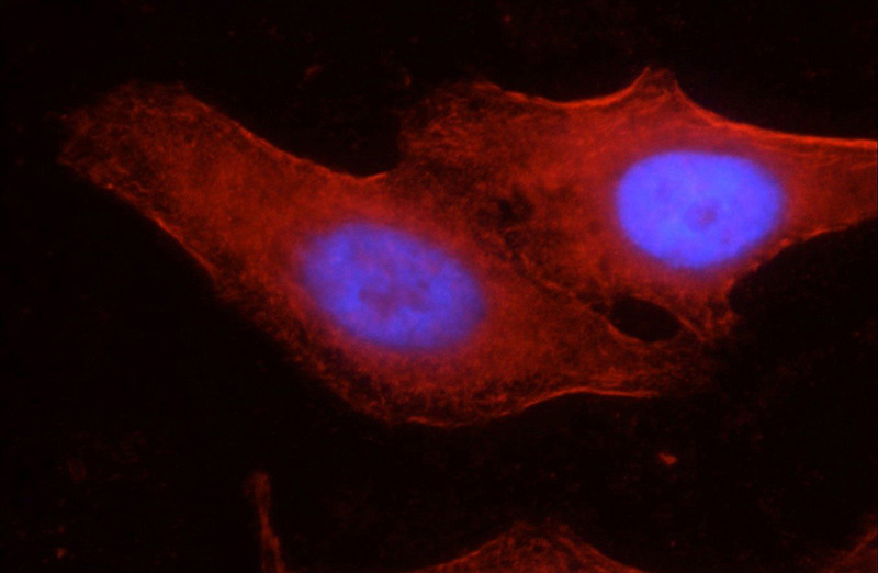 Immunofluorescent analysis of HepG2 cells, using SEPT9 antibody Catalog No:115123 at 1:50 dilution and Rhodamine-labeled goat anti-rabbit IgG (red). Blue pseudocolor = DAPI (fluorescent DNA dye).