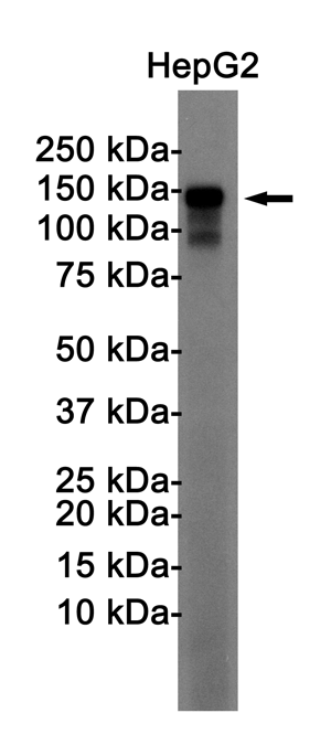 Western blot detection of N Cadherin in HepG2 cell lysates using N Cadherin Rabbit pAb(1:1000 diluted).Predicted band size:100KDa.Observed band size:140KDa.