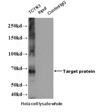 IP result of anti-TCTN3(Catalog No:115921 for IP and Detection).