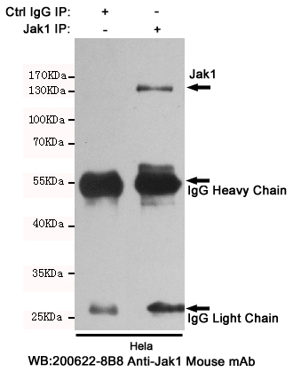 Immunoprecipitation analysis of Hela cell lysates using Jak1 mouse mAb.