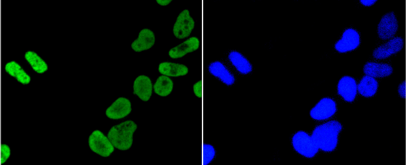 Immunofluorescence - Acetyl-Histone H4-K5 mAb 
