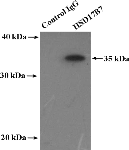 IP Result of anti-HSD17B7 (IP:Catalog No:111549, 4ug; Detection:Catalog No:111549 1:1000) with MCF-7 cells lysate 3200ug.