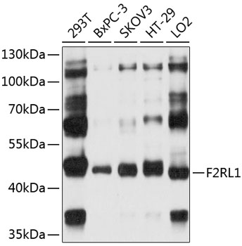 Western blot - F2RL1 Polyclonal Antibody 