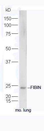 Fig1: Protein: lung(mouse) lysate at 40ug;; Primary: rabbit Anti-FIBIN at 1:300;; Secondary: HRP conjugated Goat-Anti-rabbit IgG(bs-0295G-HRP) at 1: 5000;; Predicted band size: 22 kD; Observed band size: 24 kD