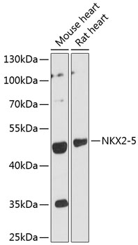 Western blot - NKX2-5 Polyclonal Antibody 