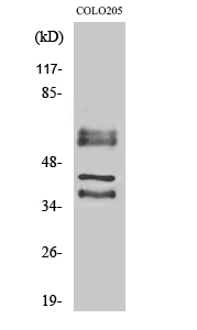 Fig1:; Western Blot analysis of various cells using Periphilin 1 Polyclonal Antibody