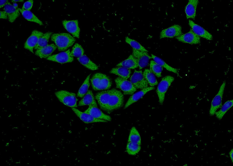 Immunofluorescent analysis of L02 cells using Catalog No:107212(FGG Antibody) at dilution of 1:50 and Alexa Fluor 488-congugated AffiniPure Goat Anti-Mouse IgG(H+L)