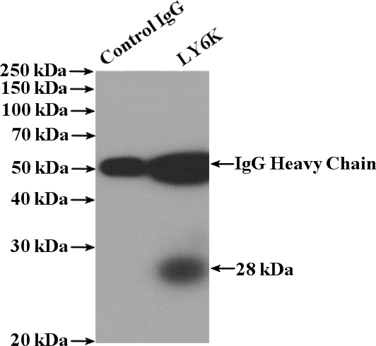 IP Result of anti-LY6K (IP:Catalog No:112403, 4ug; Detection:Catalog No:112403 1:300) with PC-3 cells lysate 3200ug.