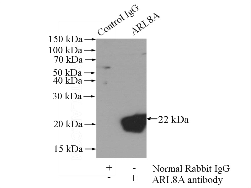 IP Result of anti-ARL8A (IP:Catalog No:108146, 4ug; Detection:Catalog No:108146 1:600) with mouse brain tissue lysate 3440ug.