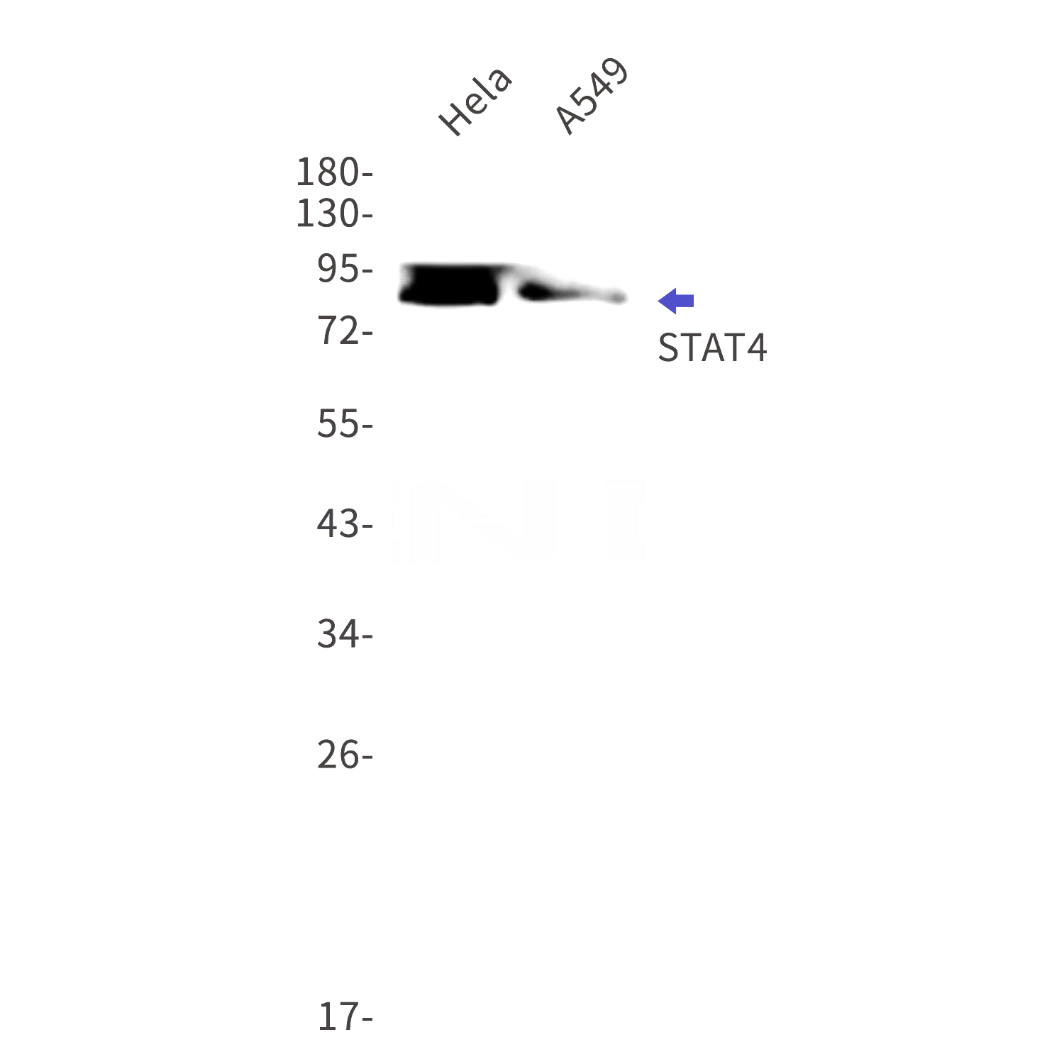 Western blot detection of STAT4 in Hela,A549 cell lysates using STAT4 Rabbit mAb(1:1000 diluted).Predicted band size:86kDa.Observed band size:86kDa.