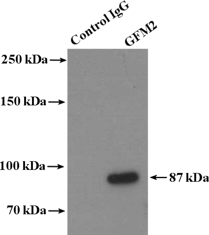 IP Result of anti-GFM2 (IP:Catalog No:110948, 4ug; Detection:Catalog No:110948 1:500) with HepG2 cells lysate 3200ug.