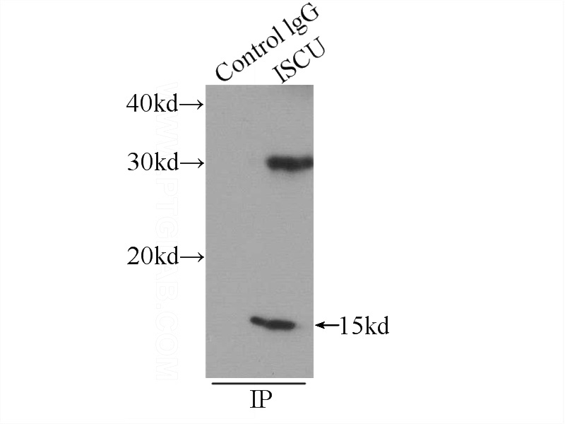 IP Result of anti-ISCU (IP:Catalog No:111936, 3ug; Detection:Catalog No:111936 1:500) with mouse heart tissue lysate 4000ug.