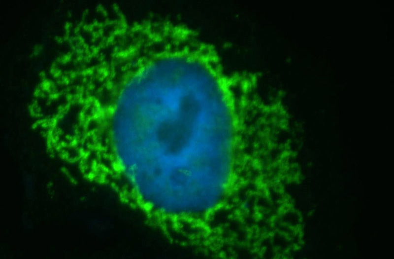 Immunofluorescent analysis of HepG2 cells, using IMMT antibody Catalog No:112662 at 1:50 dilution and FITC-labeled donkey anti-rabbit IgG(green). Blue pseudocolor = DAPI (fluorescent DNA dye).