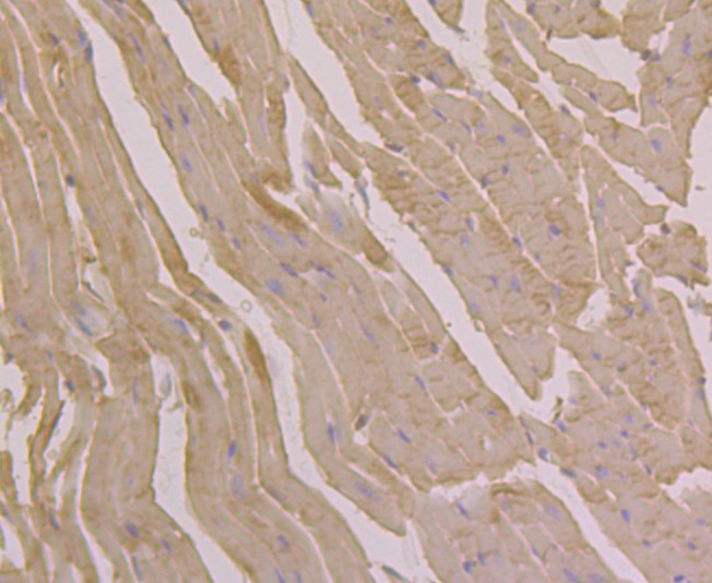 Fig4: Immunohistochemical analysis of paraffin-embedded mouse heart tissue using anti-UGP2 antibody. Counter stained with hematoxylin.