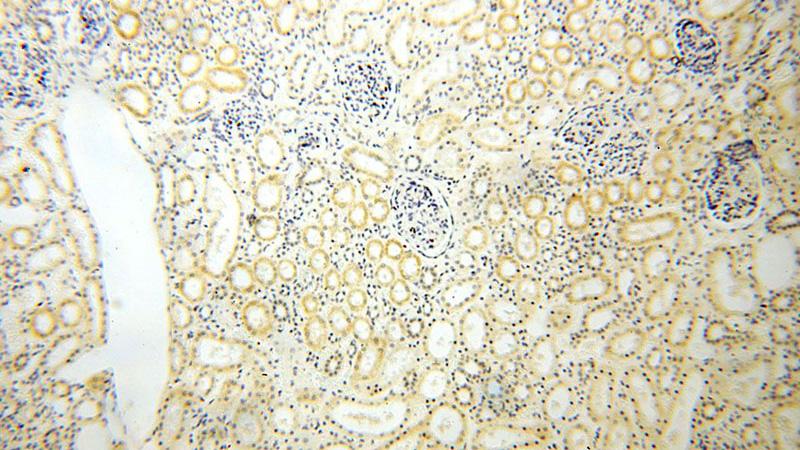 Immunohistochemical of paraffin-embedded human kidney using Catalog No:113636(PDRG1 antibody) at dilution of 1:100 (under 10x lens)