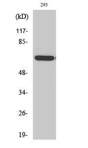 Fig1:; Western Blot analysis of various cells using POTE14/22 Polyclonal Antibody