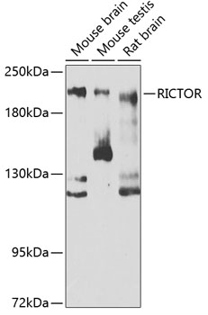 Western blot - RICTOR Polyclonal Antibody 