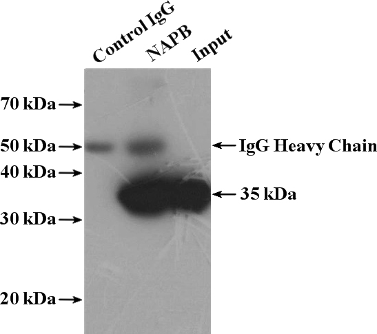 IP Result of anti-NAPB (IP:Catalog No:112947, 4ug; Detection:Catalog No:112947 1:1000) with mouse brain tissue lysate 4000ug.