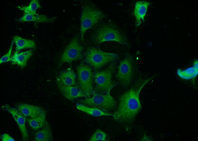 Immunofluorescent analysis of SH-SY5Y cells using Catalog No:112643(MAP2K2 Antibody) at dilution of 1:25 and Alexa Fluor 488-congugated AffiniPure Goat Anti-Rabbit IgG(H+L)