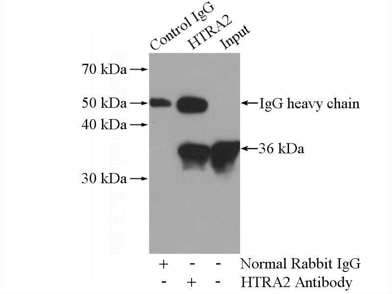 IP Result of anti-HTRA2 (IP:Catalog No:111715, 4ug; Detection:Catalog No:111715 1:500) with Raji cells lysate 2000ug.