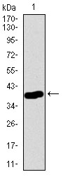 Western blot analysis using CD55 mAb against human CD55 recombinant protein. (Expected MW is 38.5 kDa)