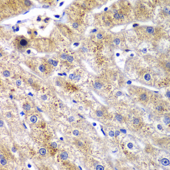 Immunohistochemistry - DPP3 Polyclonal Antibody 