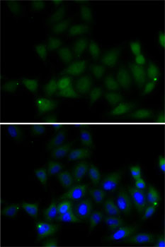Immunofluorescence - Histone H4 Polyclonal Antibody 