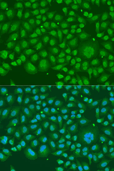 Immunofluorescence - HNRNPR Polyclonal Antibody 