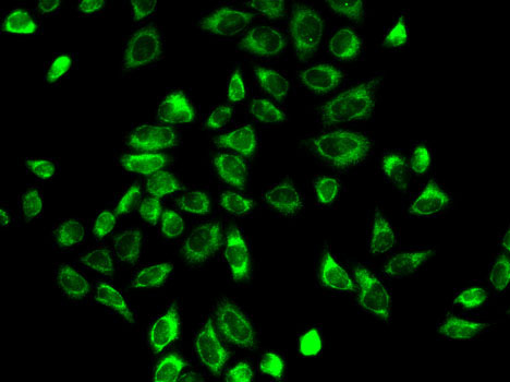 Immunofluorescence - HSD3B2 Polyclonal Antibody 