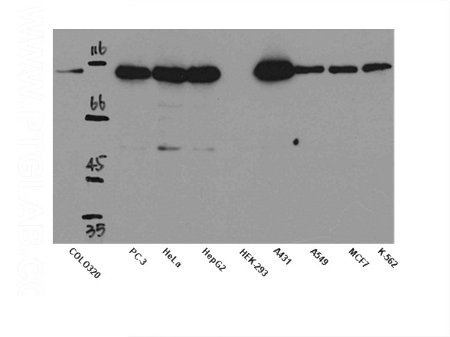WB result of anti-STAT2 (Catalog No:115686) in different cell lysates.