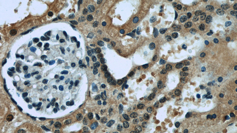 Immunohistochemistry of paraffin-embedded human kidney slide using Catalog No:107505(RENALASE Antibody) at dilution of 1:50