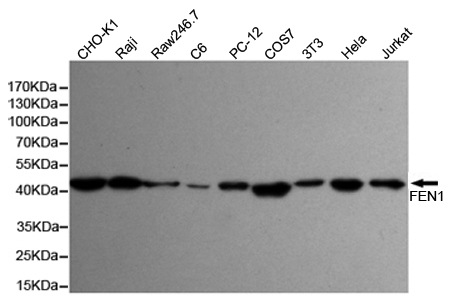 Western blot detection of FEN-1 in Hela,Jurkat,3T3,COS7,PC-12,C6,Raw264.7,Raji and CHO-K1 cell lysates using FEN-1 mouse mAb (1:1000 diluted).Predicted band size:45KDa.Observed band size:45KDa.