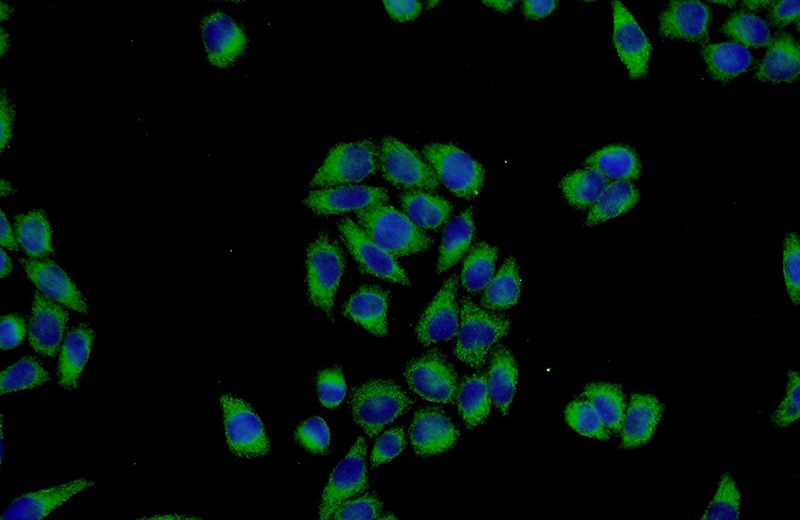Immunofluorescent analysis of L02 cells using Catalog No:111942(ISM2 Antibody) at dilution of 1:50 and Alexa Fluor 488-congugated AffiniPure Goat Anti-Rabbit IgG(H+L)