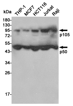 Western blot detection of NF-κB p105/p50 in THP-1,MCF7,HCT116,Jurkat and Raji cell lysates using NF-κB p105/p50 mouse mAb (1:5000 diluted).Predicted band size:50/105KDa.Observed band size:50/105KDa.