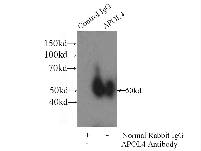 IP Result of anti-APOL4 (IP:Catalog No:108034, 4ug; Detection:Catalog No:108034 1:2000) with HepG2 cells lysate 4000ug.