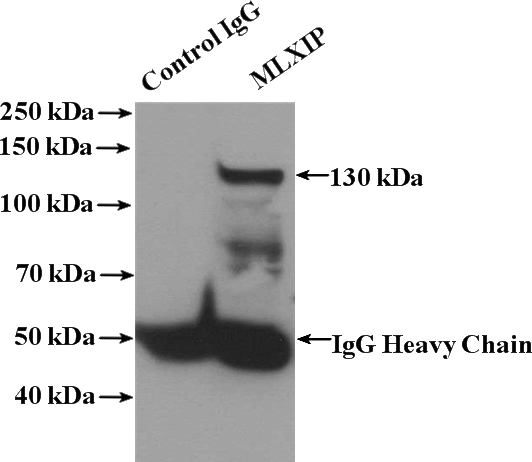 IP Result of anti-MLXIP (IP:Catalog No:112687, 4ug; Detection:Catalog No:112687 1:300) with K-562 cells lysate 3200ug.
