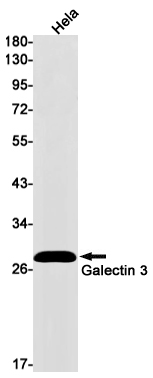Western blot detection of Galectin 3 in Hela cell lysates using Galectin 3 Rabbit mAb(1:1000 diluted).Predicted band size:26kDa.Observed band size:28kDa.