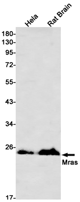 Western blot detection of Mras in Hela,Rat Brain lysates using Mras Rabbit mAb(1:1000 diluted).Predicted band size:24kDa.Observed band size:24kDa.