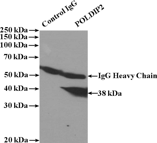 IP Result of anti-POLDIP2 (IP:Catalog No:114000, 4ug; Detection:Catalog No:114000 1:1000) with HeLa cells lysate 1600ug.