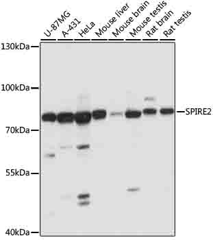 Western blot - SPIRE2 Polyclonal Antibody 
