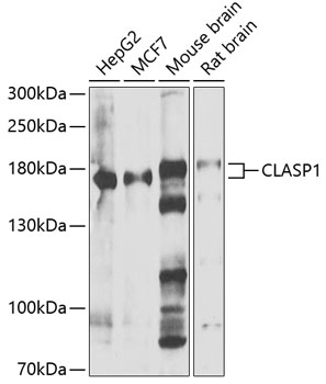 Western blot - CLASP1 Polyclonal Antibody 