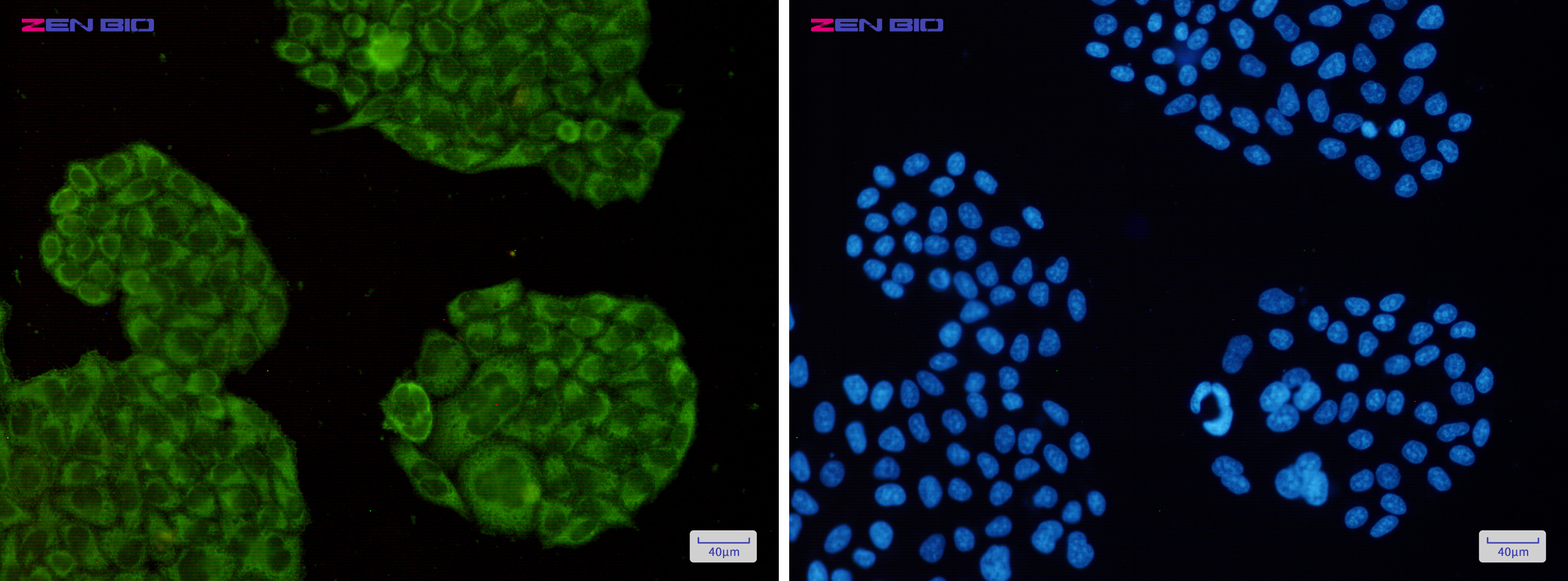 Immunocytochemistry of RPS6(green) in Hela cells using RPS6 Rabbit pAb at dilution 1/50, and DAPI(blue)