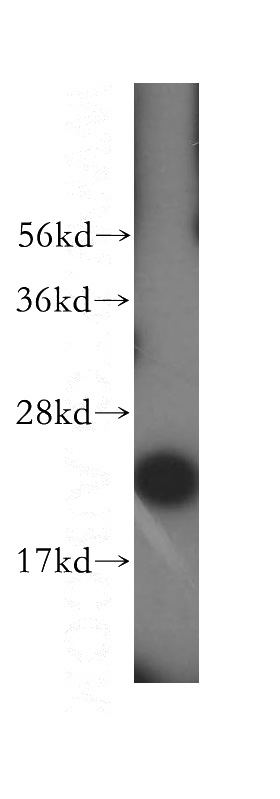 HepG2 cells were subjected to SDS PAGE followed by western blot with Catalog No:112810(MRPL11 antibody) at dilution of 1:1000