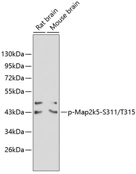 Western blot - Phospho-Map2k5-S311/T315 pAb 