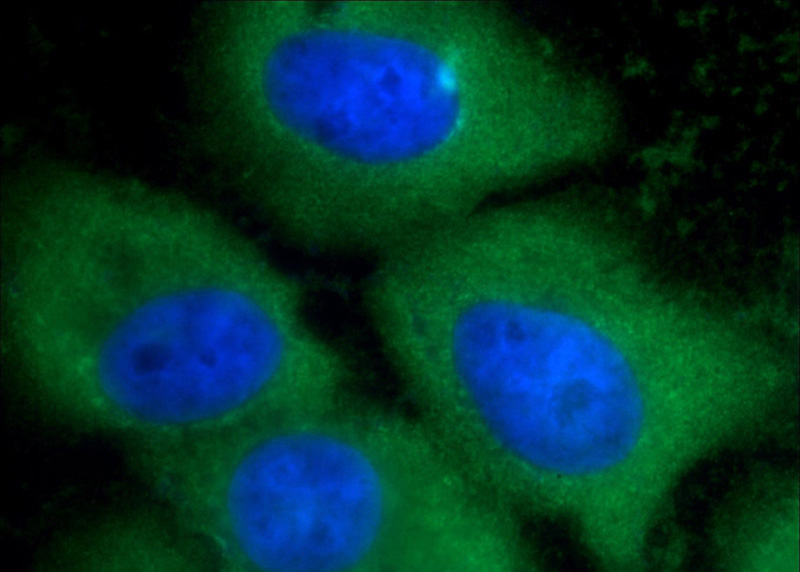 Immunofluorescent analysis of A431 cells using Catalog No:108088(ANXA1 Antibody) at dilution of 1:100 and Alexa Fluor 488-congugated AffiniPure Goat Anti-Rabbit IgG(H+L)