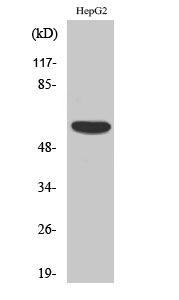 Fig1:; Western Blot analysis of various cells using OY-TES-1 Polyclonal Antibody