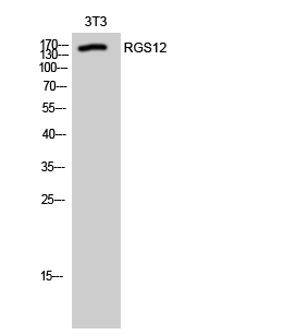 Fig1:; Western Blot analysis of 3T3 cells using RGS12 Polyclonal Antibody cells nucleus extracted by Minute TM Cytoplasmic and Nuclear Fractionation kit (SC-003,Inventbiotech,MN,USA).